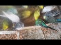 Love Birds Eating Millets as a Tasty Treat 😋 | Adorable Pet Moments