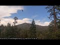 Raven attack Big Bear Bald Eagle Live Nest Cam