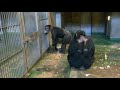 Peasuke team, one of the most dangerous groups　AsahiyamaZoo　Chimpanzee
