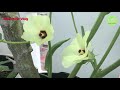 Tái sinh cây ĐẬU BẮP GIÀ trồng Bán Thủy Canh để mau có trái ăn trong mùa dịch | Nha Minh Vlog #007