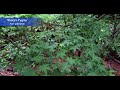 Ruby Mize Garden at SFA | Explore Rare Plants & Japanese Maples!