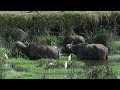 buffaloes playing in river