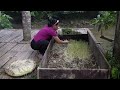 Process of Making Bean Sprouts - Harvest Vegetables & Turmeric Goes to the market sell | Lý Thị Ca