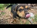 Heartwarming movie Three stray dog🐶, lovely dog puppies | Caring for a smart puppy