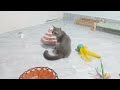 Try Not To Laugh Challenge🤔Funny and Cute CAT Videos Compilation 2024😻🐈