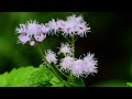 Blue mist flower short close-up.#wildflowers#wildfower#bluemist#violet