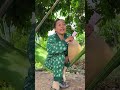 Em Không Cố Ý #videogiaitri #vochongson #nguyenhuyvlog