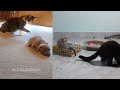 The ULTIMATE Cat and Dog Videos! |😬🐶 FUNNIEST Petsa
