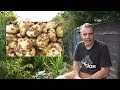 I Grew 450 lbs Of Potatoes, The Lazy Way. Never Dig Again!