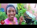 What Is Happening In The Garden? 😱 🇯🇲 Small Space Garden Update| Gardening With Stacey
