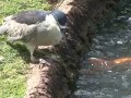 Black-Crowned Night Heron (Auku'u) Fishing for Dinner