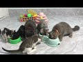 CLASSIC Dog and Cat Videos 🐶 😹 1 HOURS of FUNNY Clips