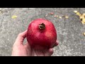 6 Ways to Peel a Pomegranate - You Suck at Cooking (episode 135)