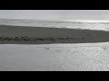 Harbor seals at the mouth of the Mad River.