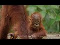 Orangutan Stock Footage | Running Wild Media