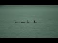 Black-throated Diver Courtship display