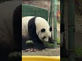 Panda Meng Lan Latest Vlogs #panda #menglan #萌蘭 #beijingzoo #cute #animals #dailyvlog #viral #momoer