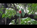Thespesia populnea or Indian Tulip Tree/Portia Tree/Paras Pipal