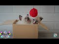 Kiditor - Funny Cat -funny kitten videos - funny kitten videos 2022🐈🐈🐈🐈😂