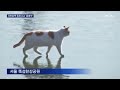 Cat Walking on Frozen Han River Remix 1 Hour Version