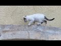 Cute kittens doing funny things 😂