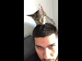 Katzenbaby leckt Haare/Kopf ab || Meme
