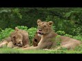 Last of the Lions - Full Film