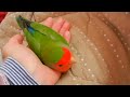 てのひらで、「ねる！」って意地になるコザクラインコ