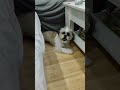 communication with puppy shitzu
