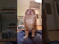 #28 Funny Cat videos 🐱🐱 #meowing #memes #cute
