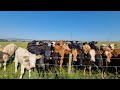 Happy cattle