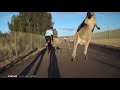 Kangaroo Launches Itself at Cyclist | When Kangaroos Attack