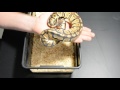 Picking Up Your Baby Boa