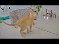 You Laugh You Lose 😻❤️ Funny Cats Videos 😹🐱