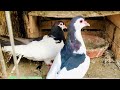 Aj ak Sherazi ka pair lagaya #newpigeon #new #bird #newpair #kabutarbazi #virelvideo #minivlog