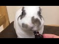 Bunny 🐰 refuses to eat berries/Bunny tries berries for the first time.