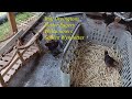 Moving the chicks to the chicken run kennel