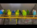 Colorful Parrots in 8K HDR 60FPS | Stunning Beautiful Birds | Birds Sound