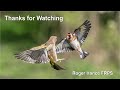OM1- ProCapSH2 - photographing Fighting Finches using the 40-150mm F2.8 + MC14 converter