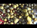 Living in Turkey, How To Pickle Capers