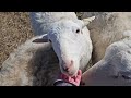 Sheep Vlog: Signs of lambing