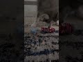 Dog steals socks ￼