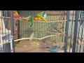 💐🏵️Sunday Budgie/Parakeets Family beautiful life🏵️💐Petunia mom, Hercules dad, Sunny son.