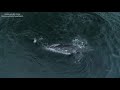 Killer Whales Attack & Kill Gray Whale, 4/27/19