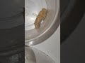 Long video #superworm pupation metamorphosis into pupae alien see description #breeder #reptile