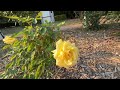 Vlog No 2 - The Arboretum Botanic Garden (Arcadia, CA)