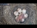 Some Things Are Meant to Be... Most of the Japanese Tit Eggs Don't Hatch