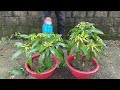 TOP TECHNIQUE using Coca Cola and bananas stimulates mango trees to grow extremely fast