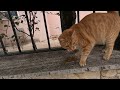 Ginger cat meowing and trilling at same time is unbelievable lovely