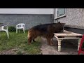 German shepherd dog having his breakfast